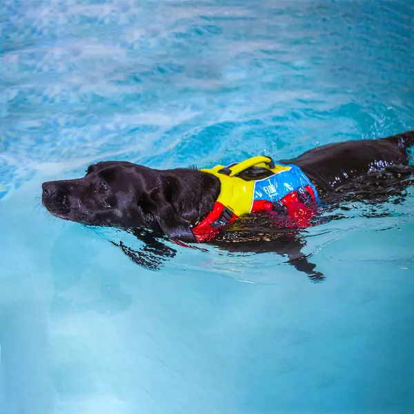 FIDO-koira-uimassa-600x600-1.webp