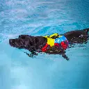 FIDO-koira-uimassa-600x600-1.webp